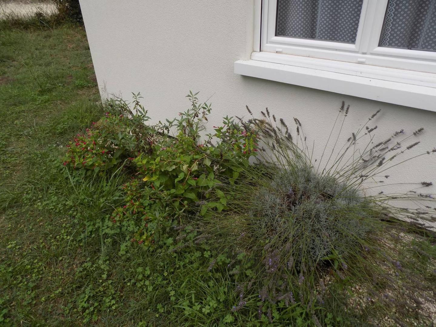 Meschers Sur Gironde - Agreable Maison Au Calme - Grand Jardin - Foret Εξωτερικό φωτογραφία